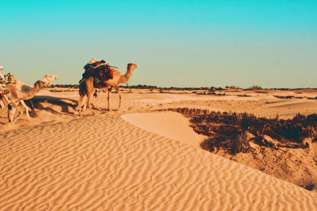 Chameaux traversant les dunes du désert du Sahara en Tunisie au coucher du soleil