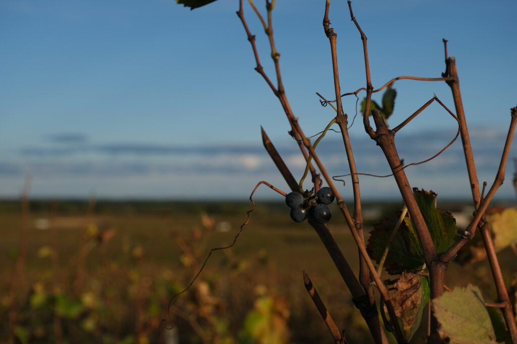 Vignes de Vosne-Romanée en Bourgogne en octobre 2023