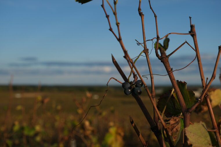 Weinlese Frankreich 2026: Erntehelfer in Burgund, Champagne und Bordeaux