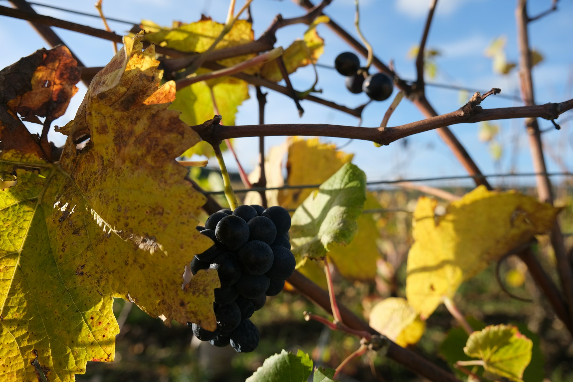 Viñedo de Vougeot en Borgoña, Côte de Nuits en octubre