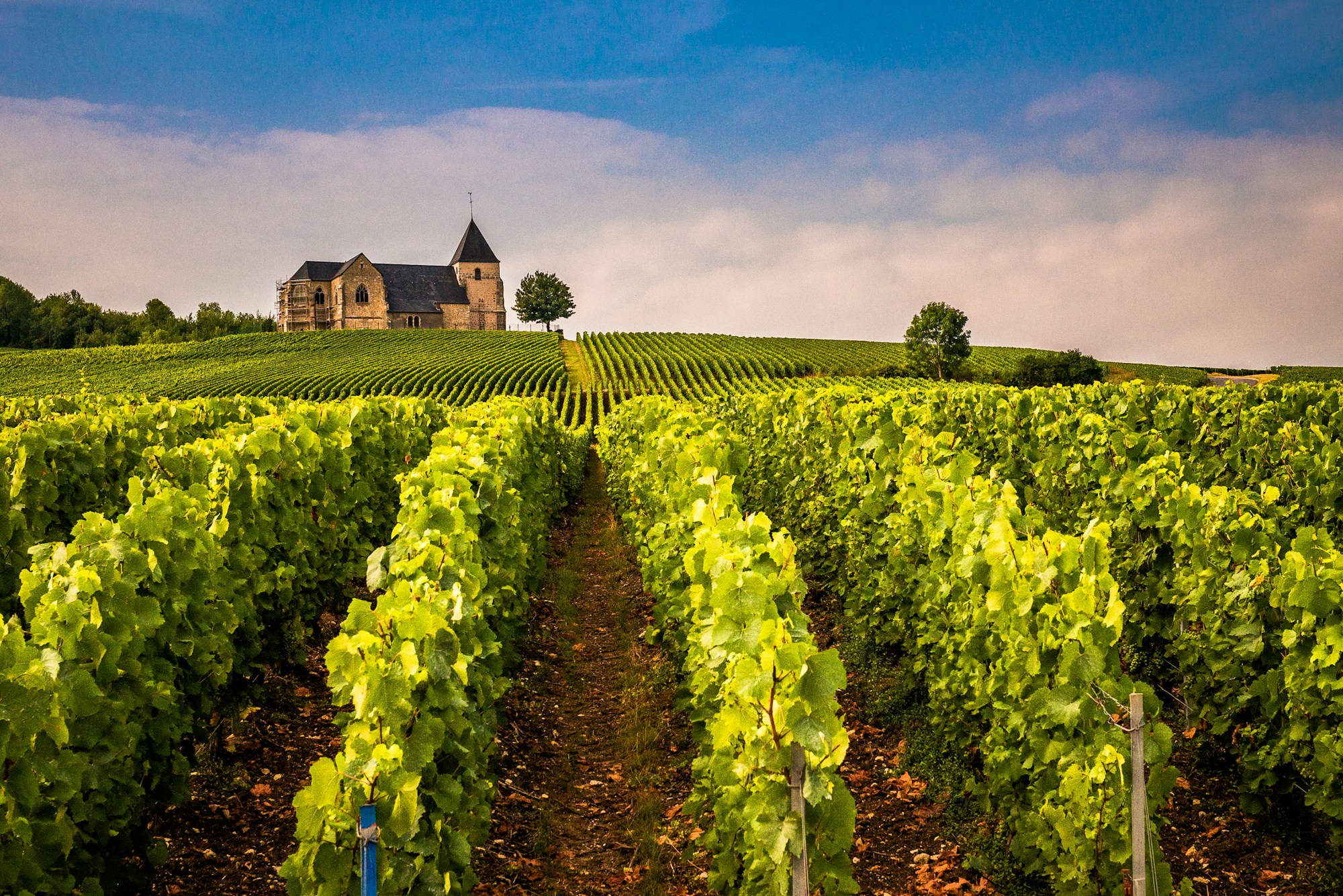 Medieval church at the heart of the Champagne vineyard in the Montagne de Reims