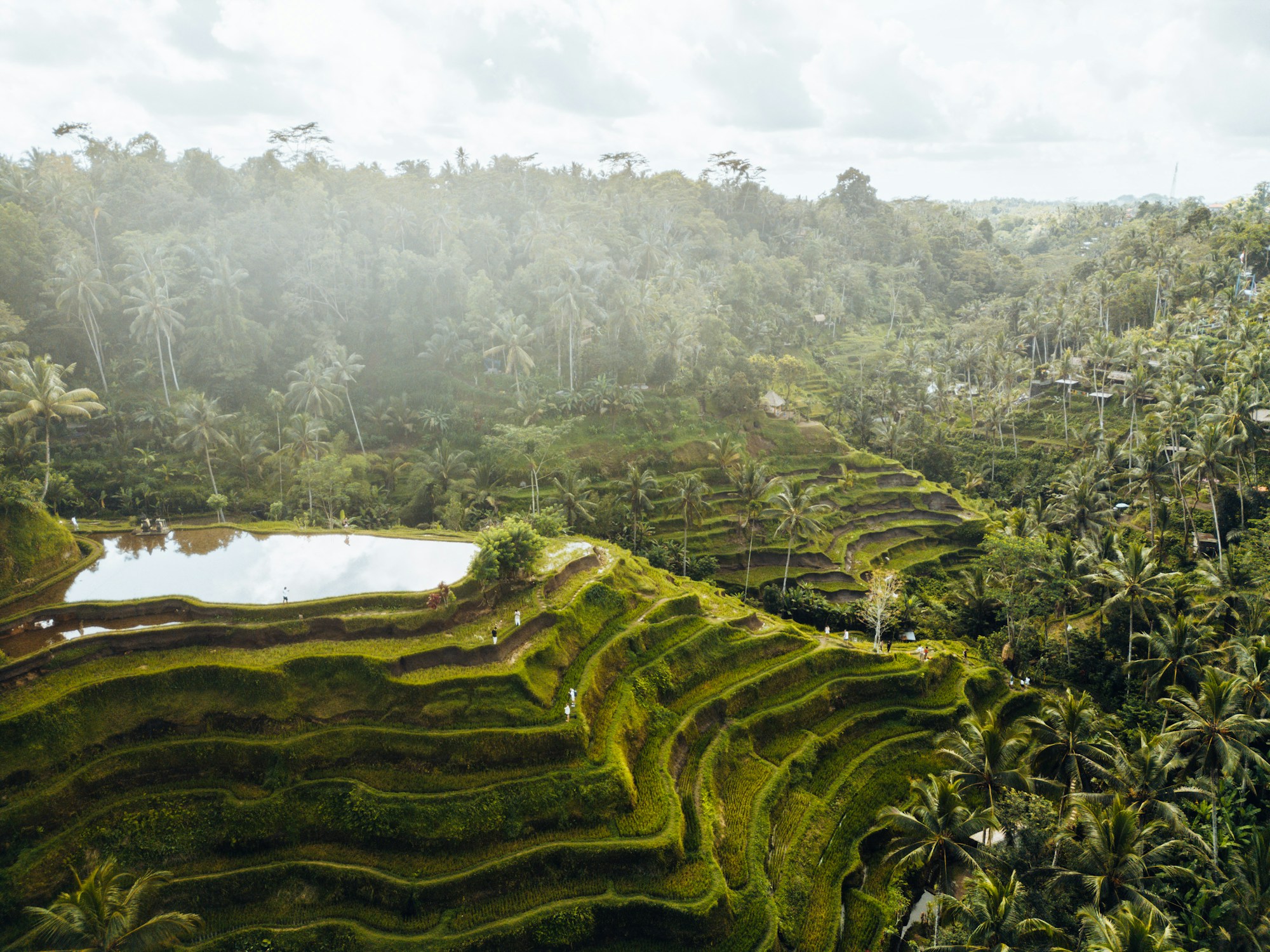Rizières en terrasses d'Ubud, Bali, Indonésie — paysage verdoyant au cœur de l'île des dieux