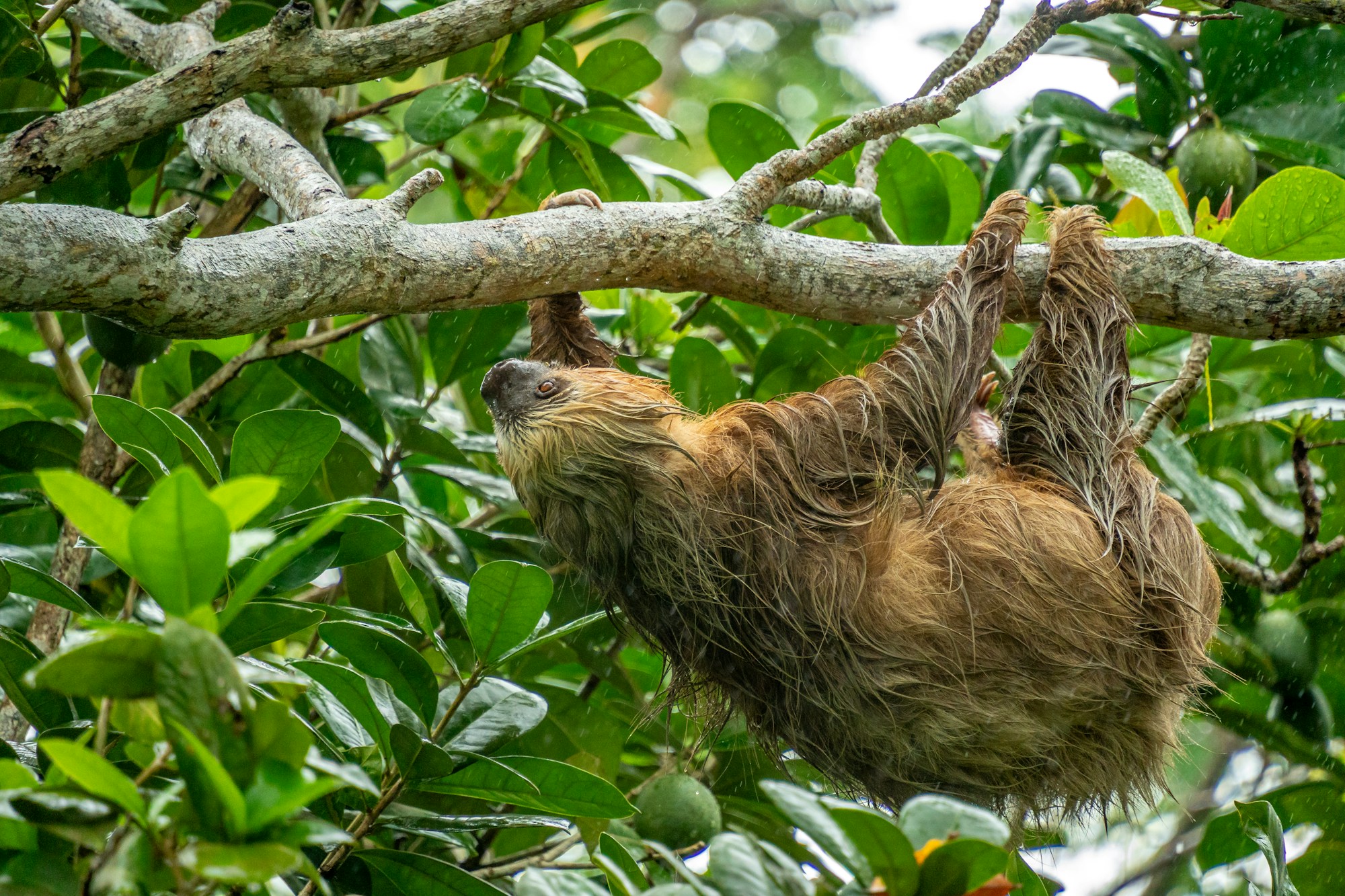 Paresseux accroché à un arbre sur la plage de Puerto Viejo, Costa Rica — rencontre avec la faune tropicale