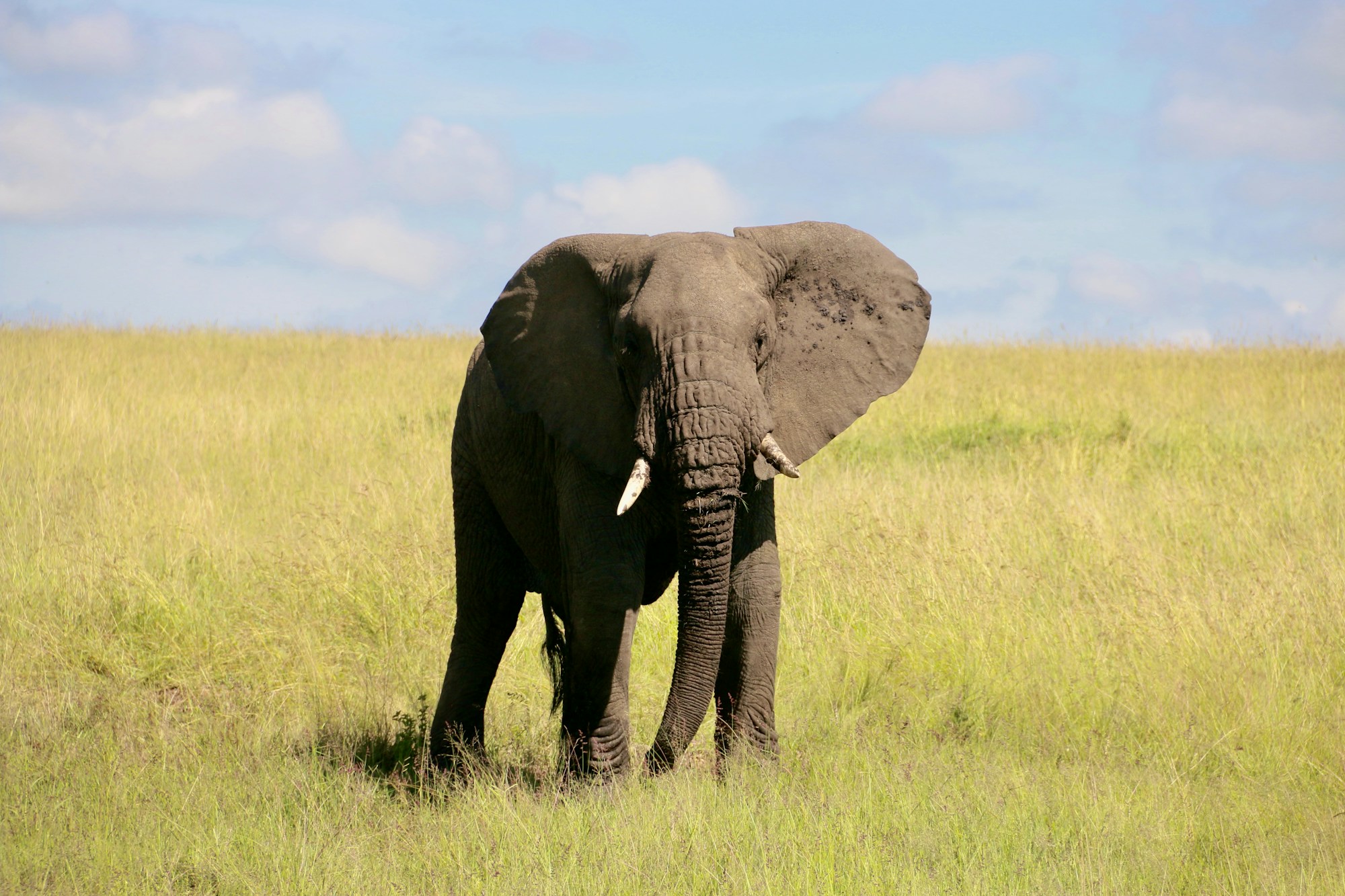 Éléphant dans les hautes herbes du Masai Mara National Reserve, Kenya