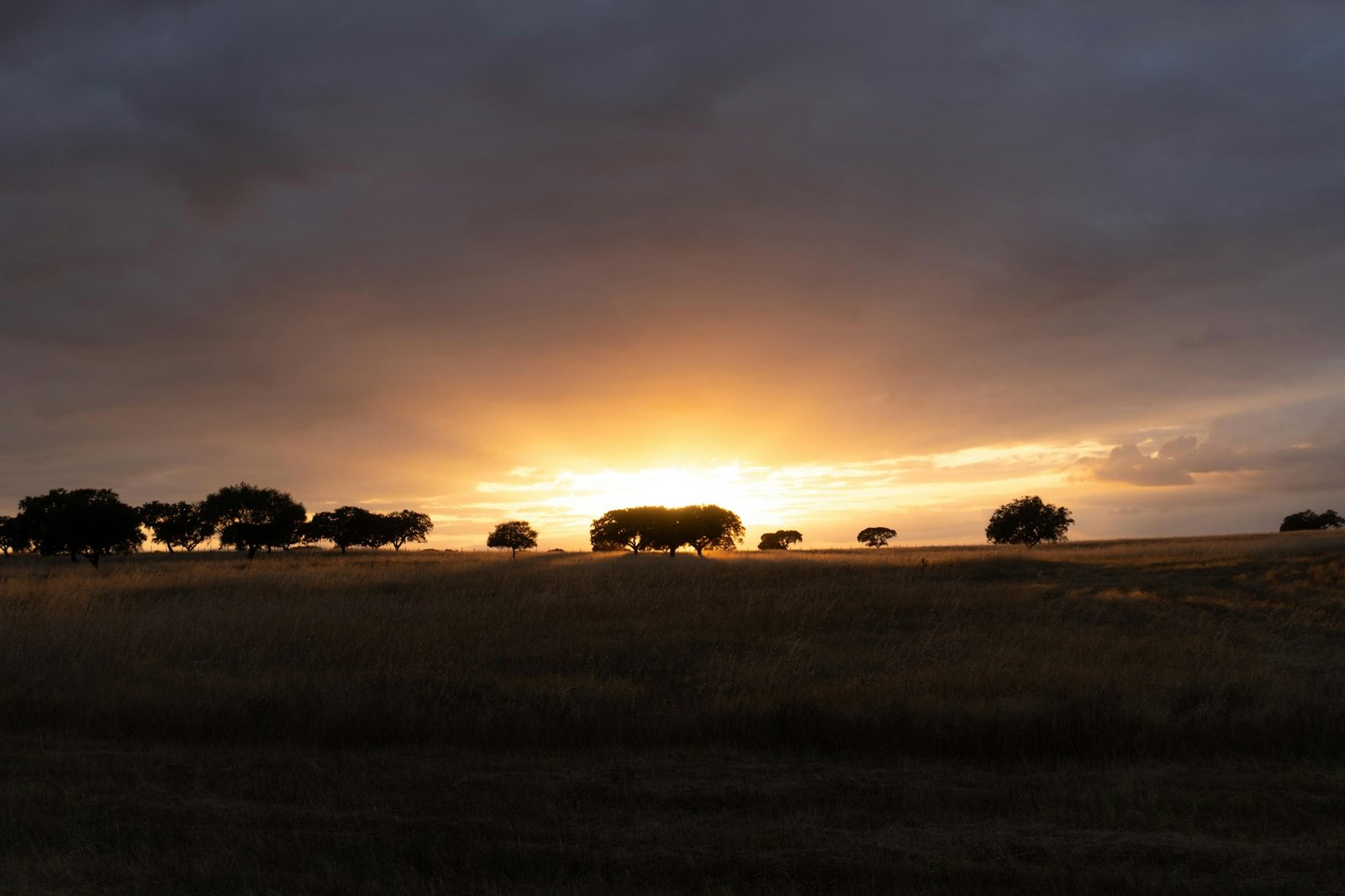 Coucher de soleil doré sur les plaines et oliviers de l'Alentejo, Portugal