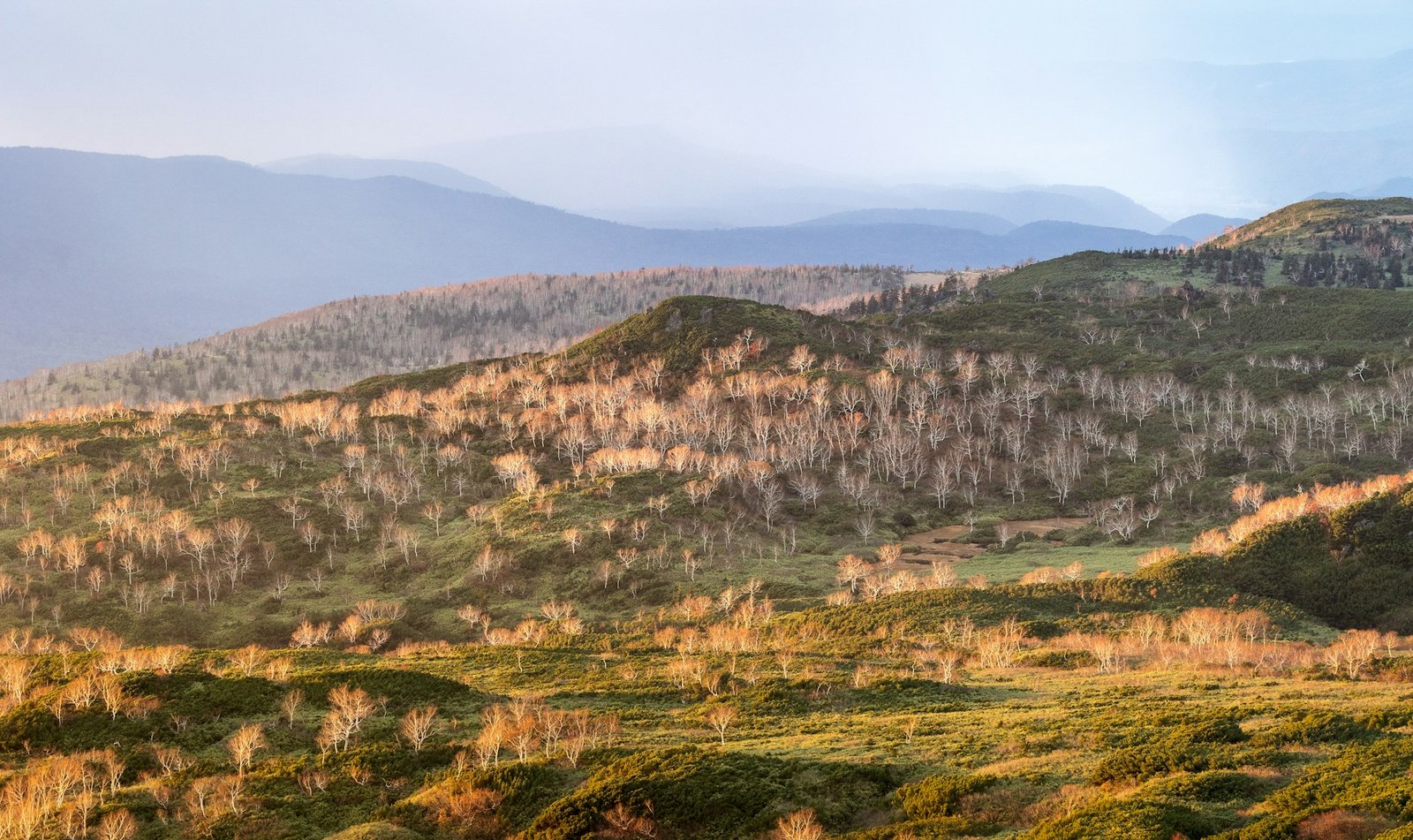 Montagne brumeuse et forêts de cèdres millénaires dans les régions rurales et mystiques du Japon