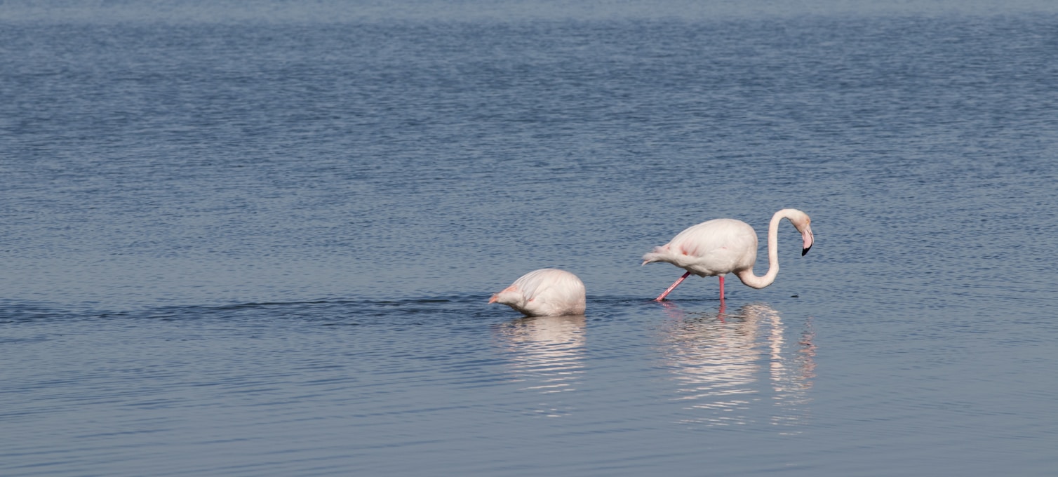 Excursion Camargue flamants roses chevaux blancs delta du Rhône