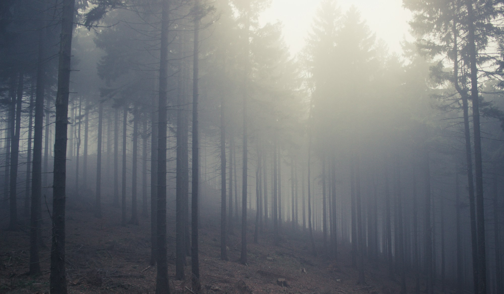 Forêt de Brocéliande en Bretagne, ambiance mystique — randonnée et légendes arthuriennes