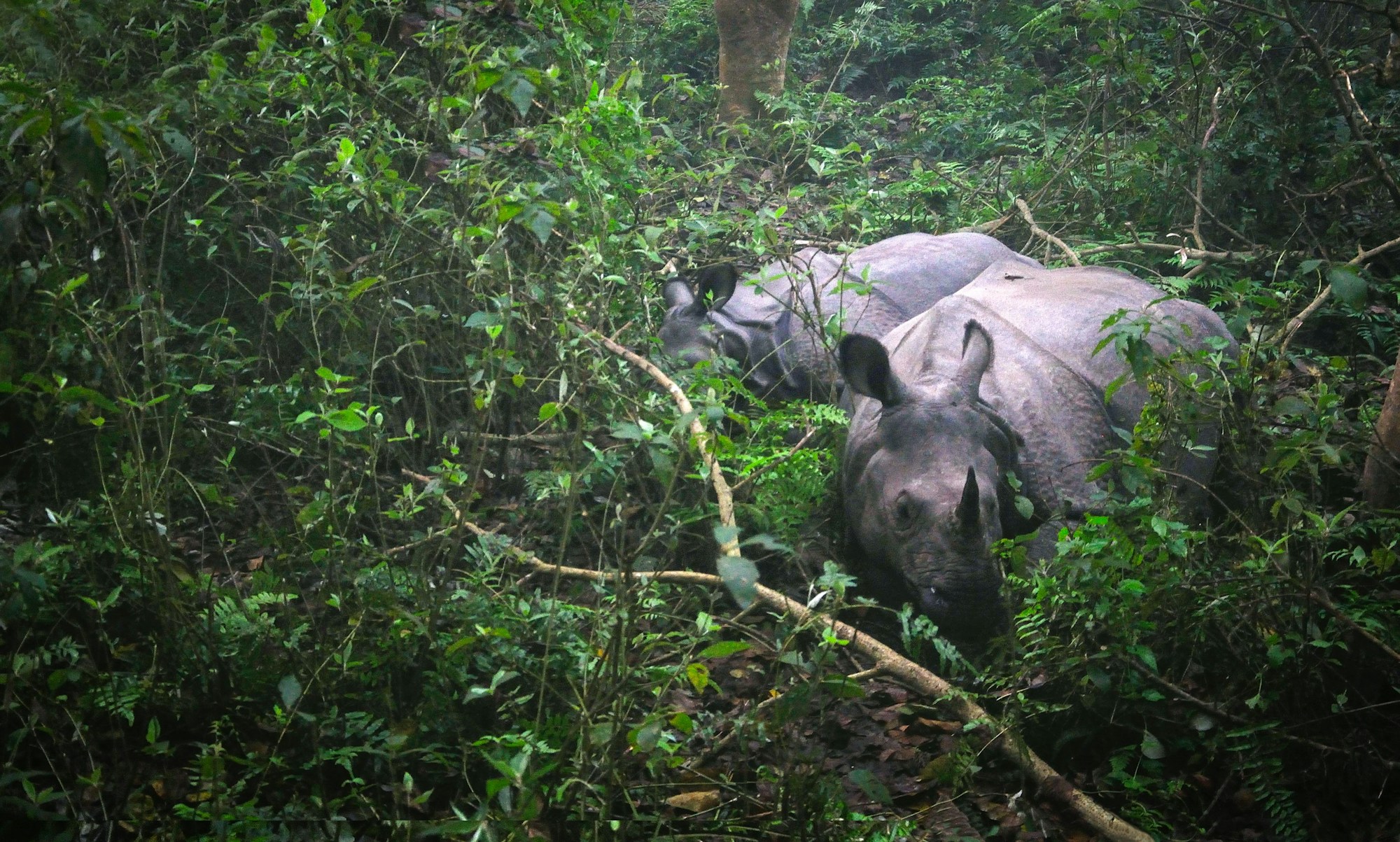 Rhinocéros à corne unique dans les forêts denses du Parc national de Chitwan, Népal