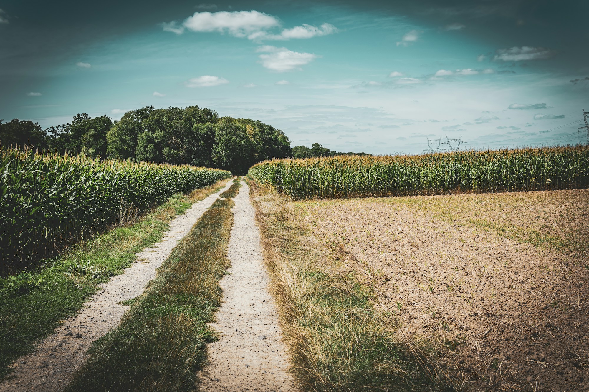 Route de campagne normande bordée de verdure en été