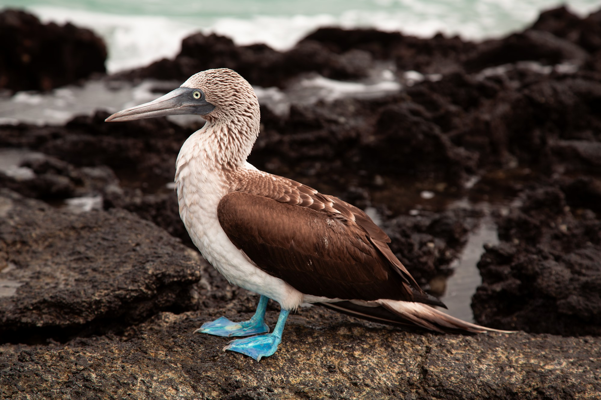 Fous à pieds bleus aux Galápagos en été — El Niño paradoxalement moins dévastateur en juin-août