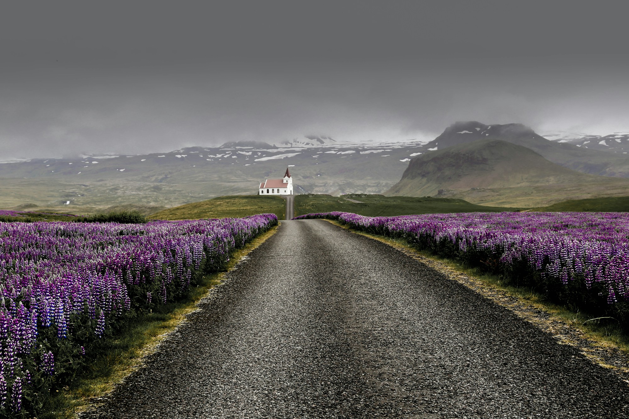 Paysage islandais en été avec lupins violets et ciel illuminé du soleil de minuit