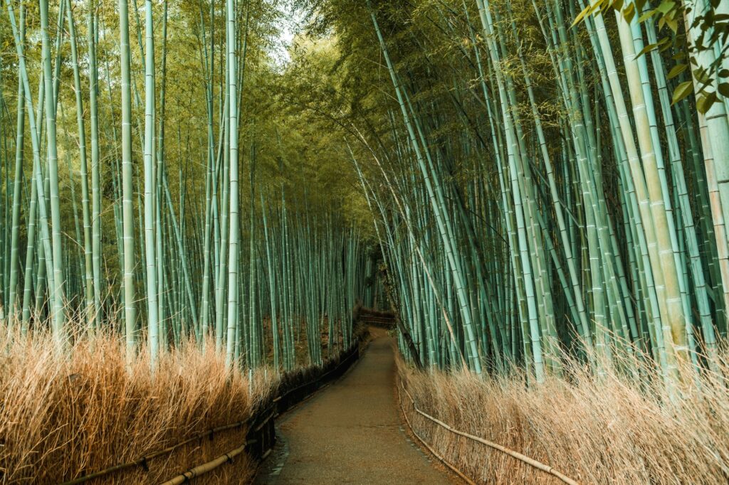 Bambouseraie d'Arashiyama et temple Tenryu-ji avec jardin zen et cerisiers au printemps à Kyoto
