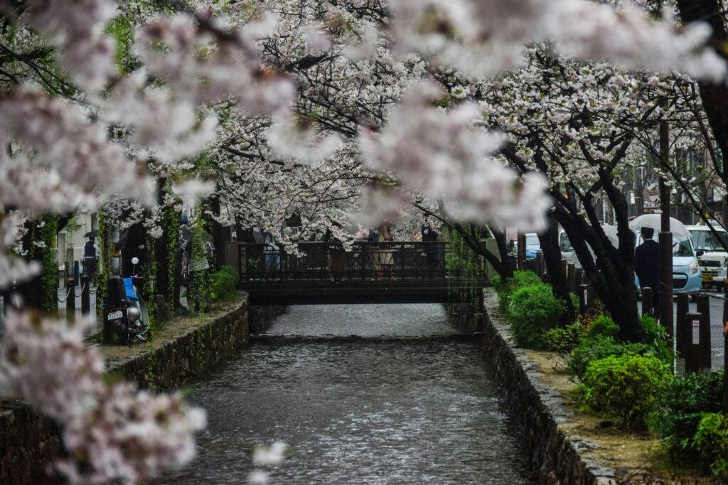 Voiture privée traversant les quartiers de Kyoto pendant le hanami au printemps