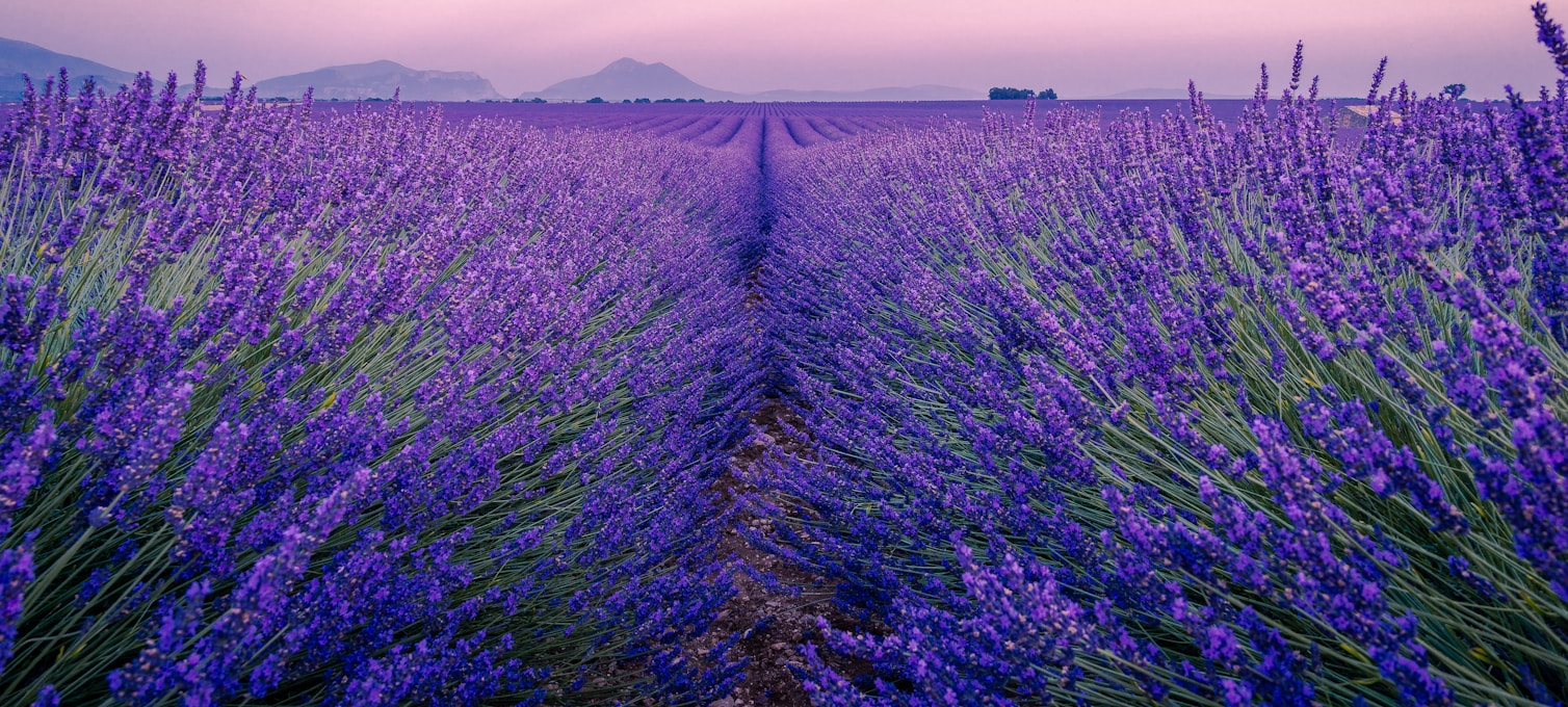 Photographe au lever du soleil sur le plateau de Valensole, rangées de lavandin