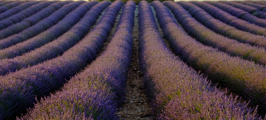 Champs de lavande du plateau de Valensole au lever du soleil, lumière dorée