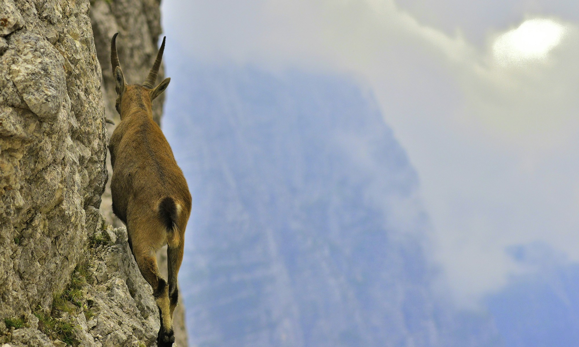 Bouquetins dans le parc national du Gran Paradiso en Italie, prairies alpines en été