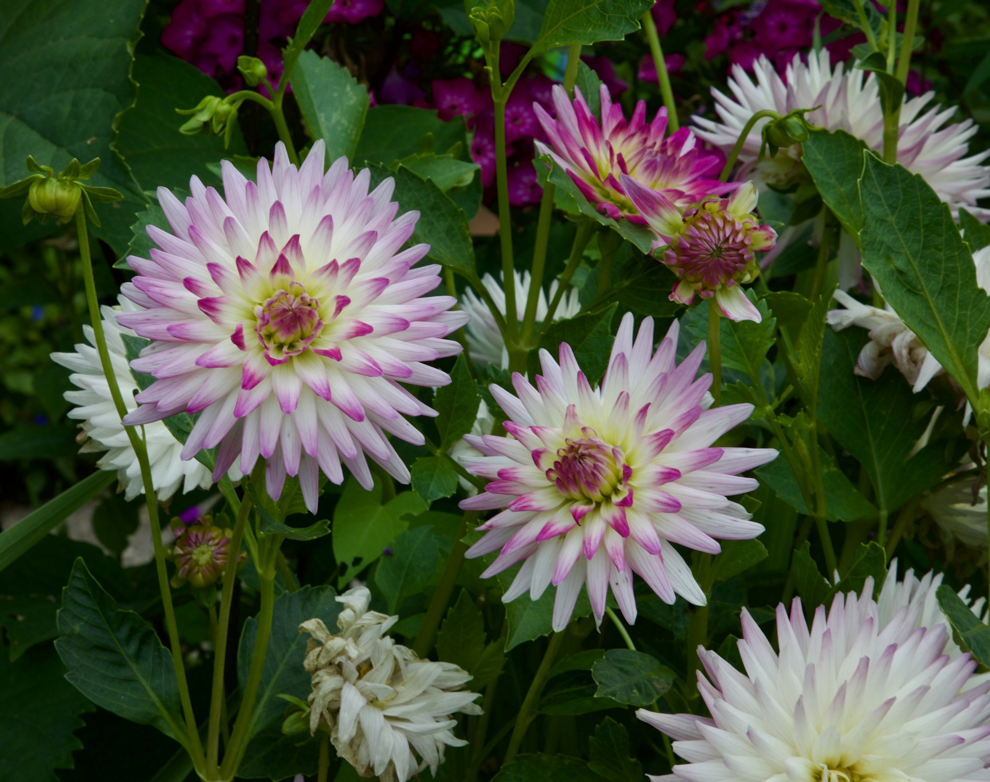 Jardins de Monet à Giverny en juin — allées fleuries sous les nénuphars et les iris