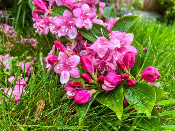 Chelsea in Bloom 2026: Kostenloser Blumenfestival-Rundgang in London