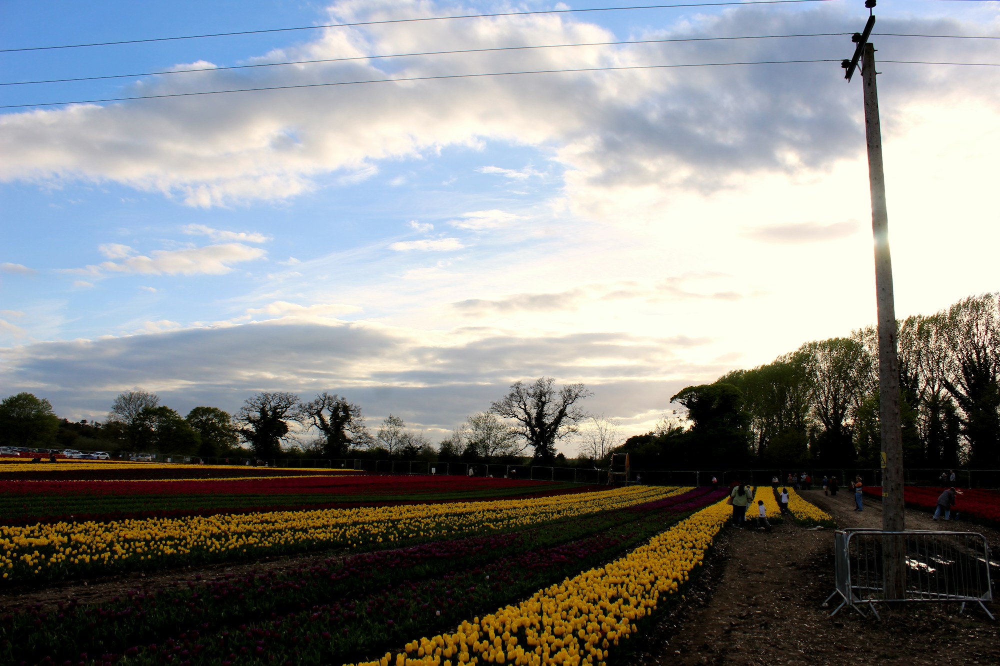 Colourful spring flower garden inspired by Chelsea show gardens
