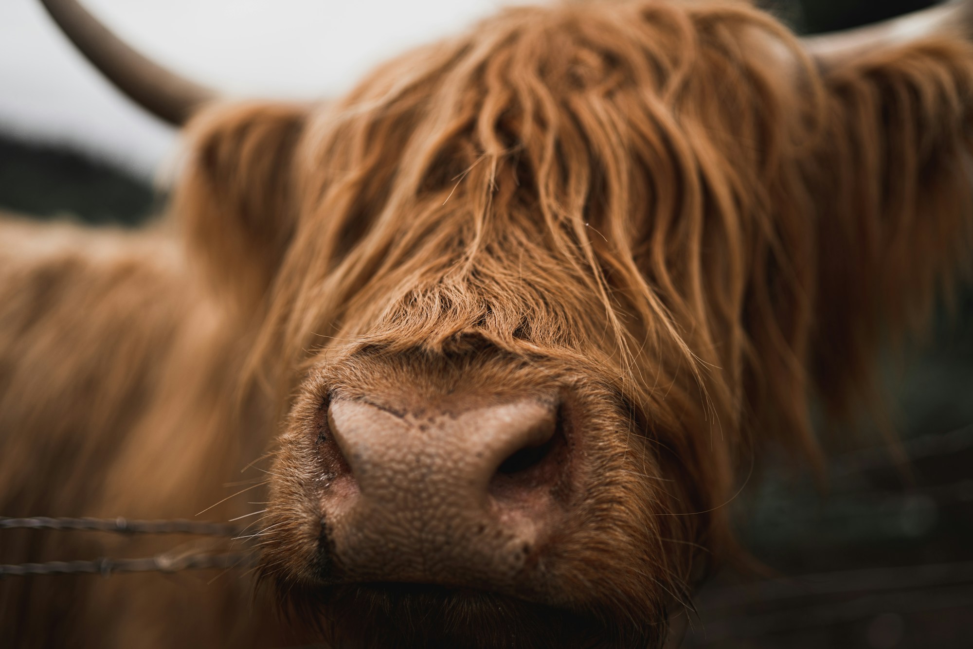 Gros plan sur la tête d'une vache Highland avec son dossan (frange) roux