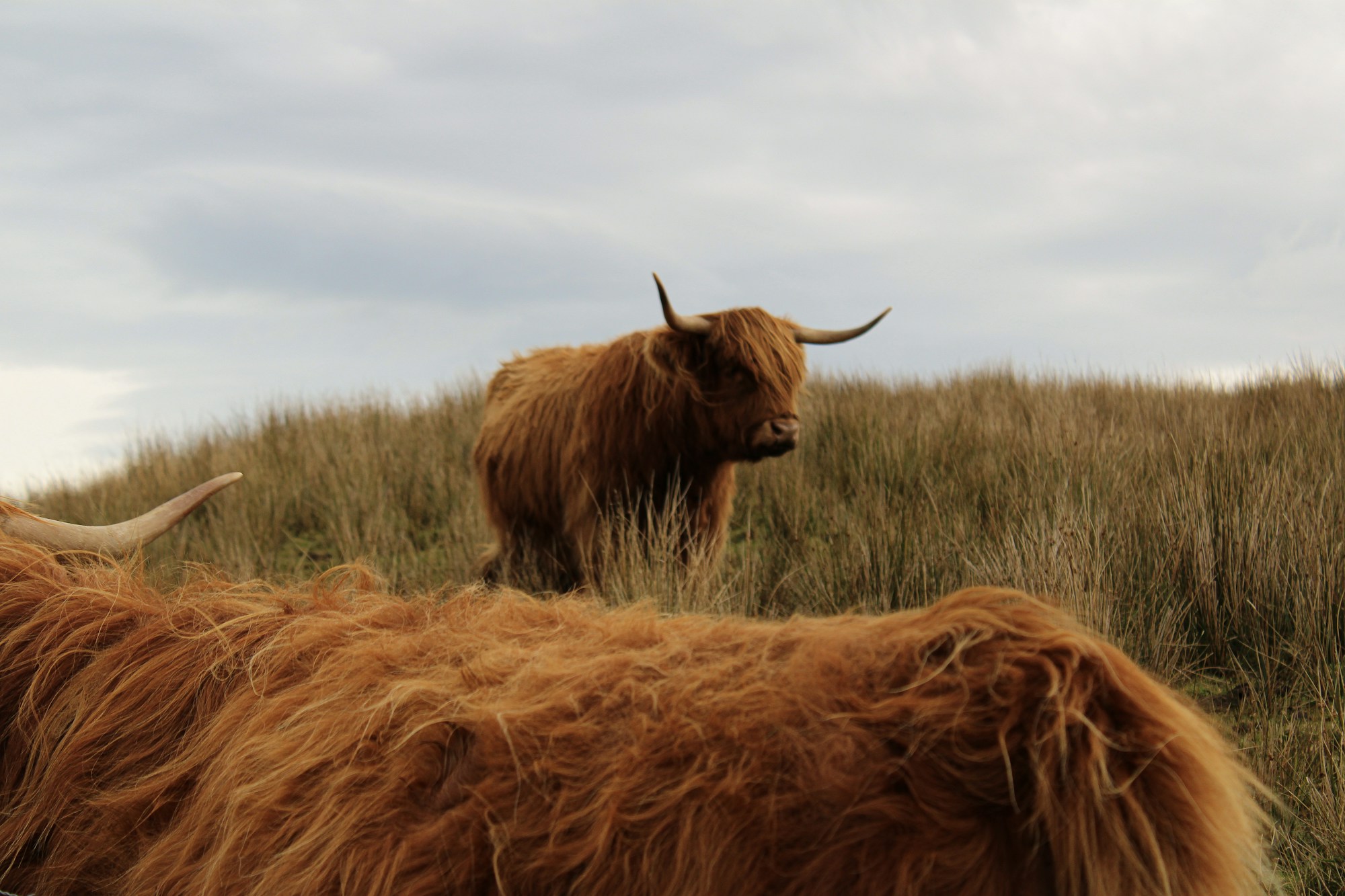 Vache Highland (Highland coo) avec sa longue frange rousse dans un pré d'Écosse