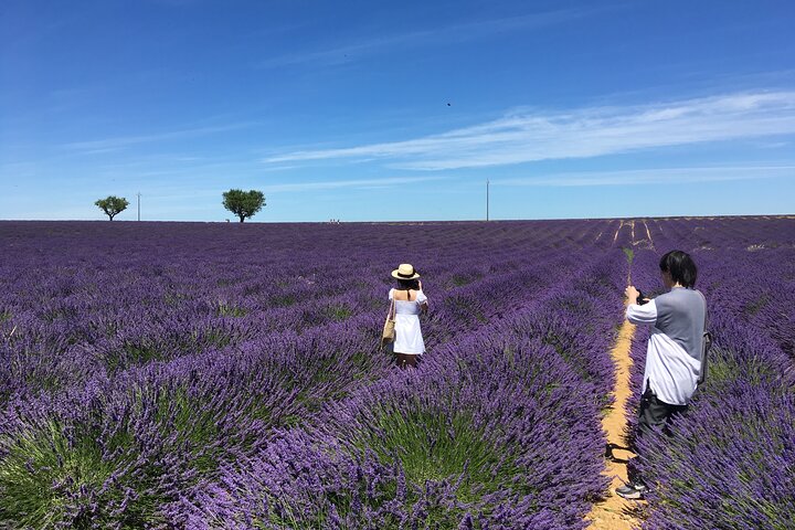 Champ de lavande à Valensole, excursion 5h petit groupe depuis Aix