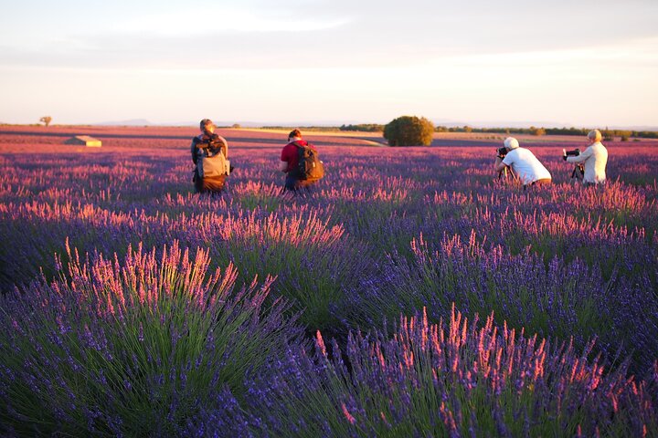 Lumière dorée sur champs de lavande Valensole, Sunset Tour depuis Aix-en-Provence