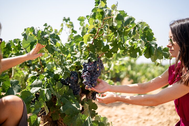 Visite privée deux domaines viticoles Utiel-Requena dégustation