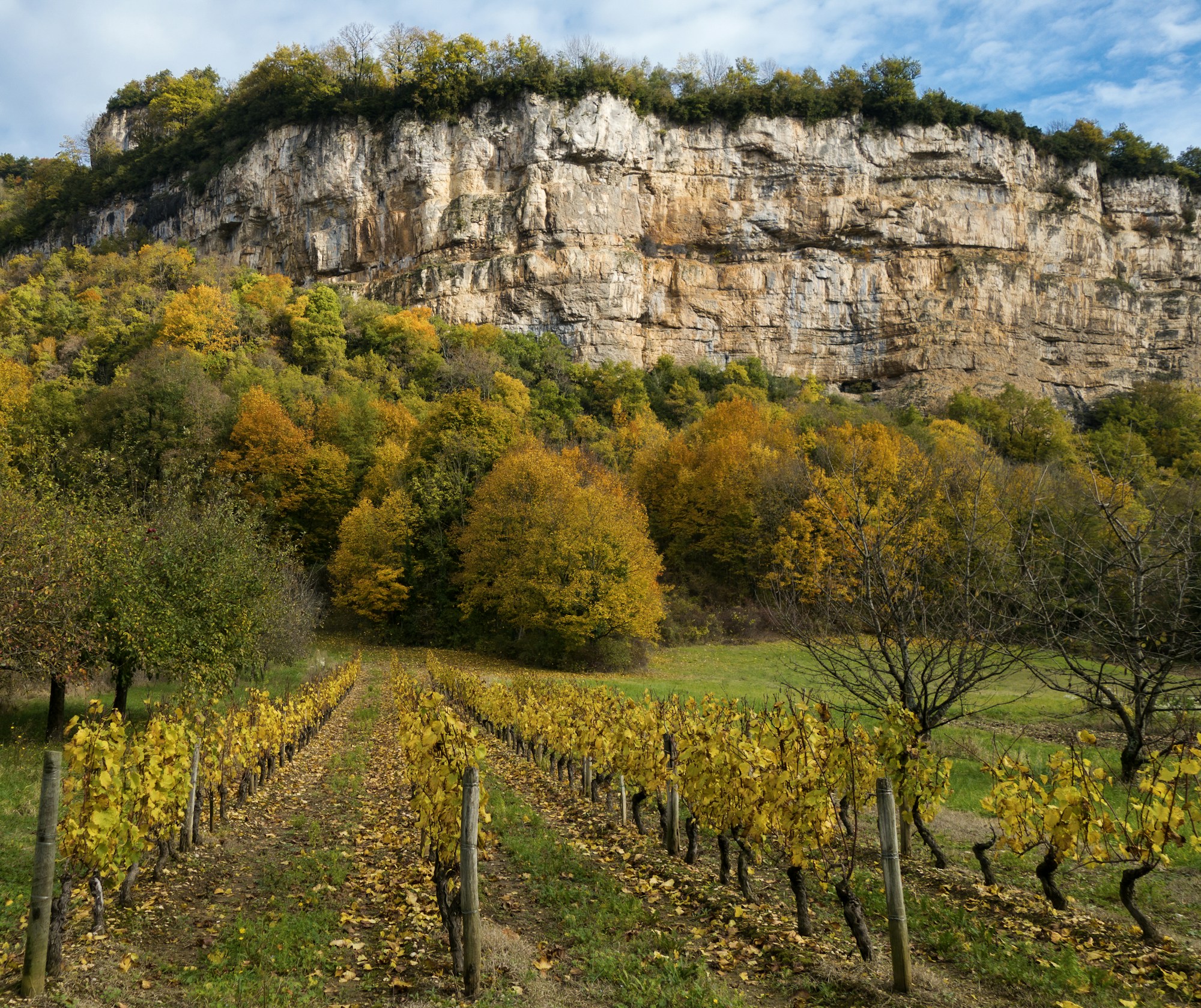 Vignoble de Vouvray en Touraine, rangs de Chenin blanc au printemps