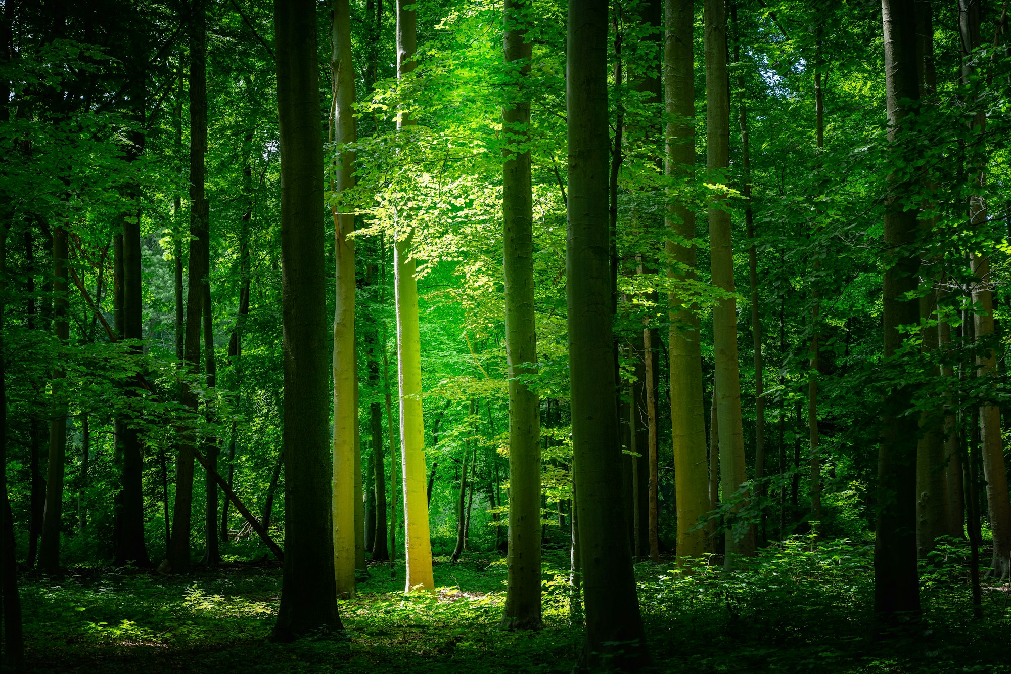 Passeggiata in un parco naturale a Parigi, foresta e prati verdeggianti, Bois de Vincennes