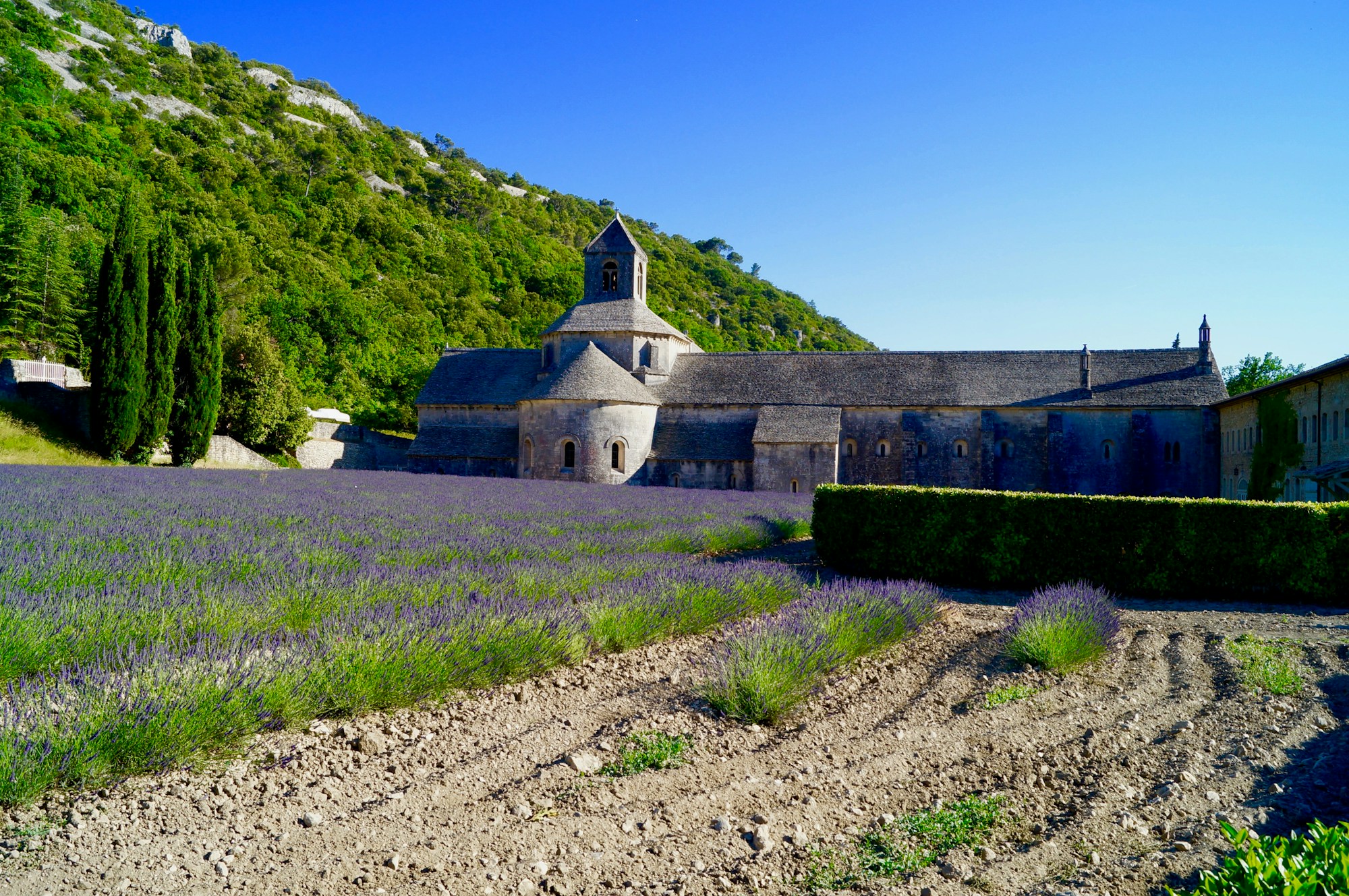 Route à travers les champs de lavande du Vaucluse en été, région d'Orange en Provence