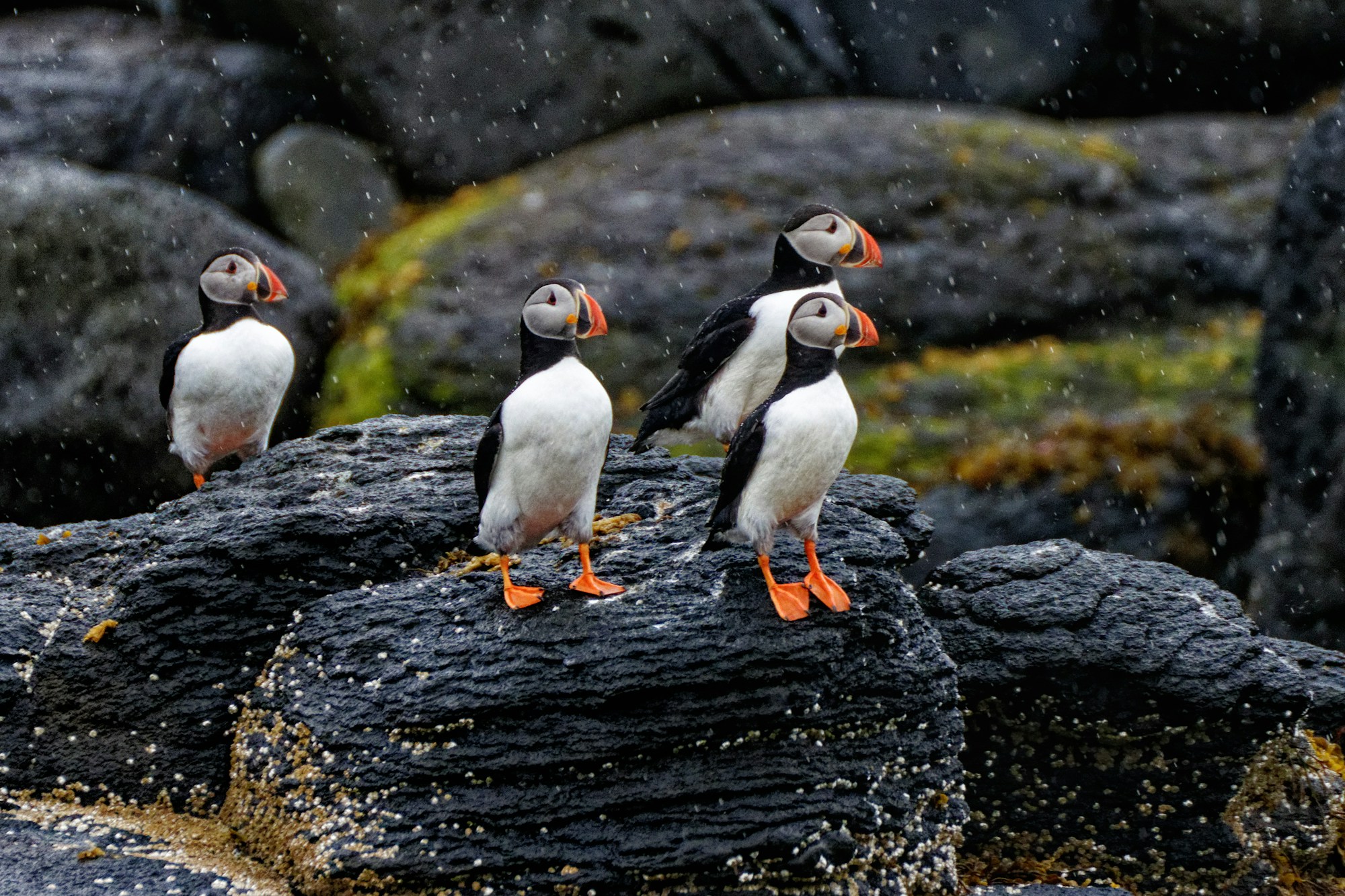 Macareux moines nichant au bord du boardwalk de Borgarfjörður Eystri, Islande de l'Est