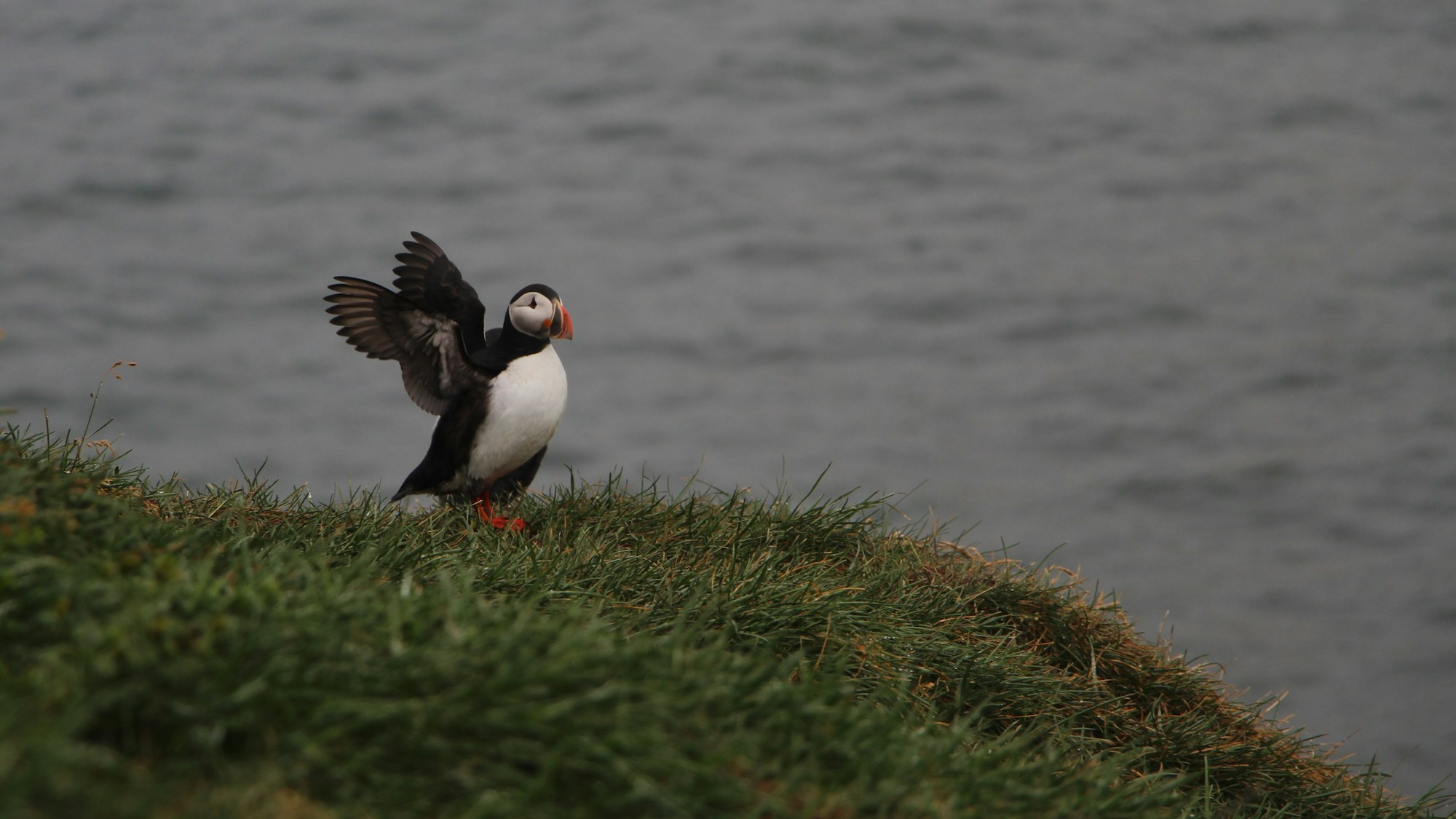 Macareux moine en vol au-dessus de la mer d'Islande, croisière ornithologique depuis Reykjavik