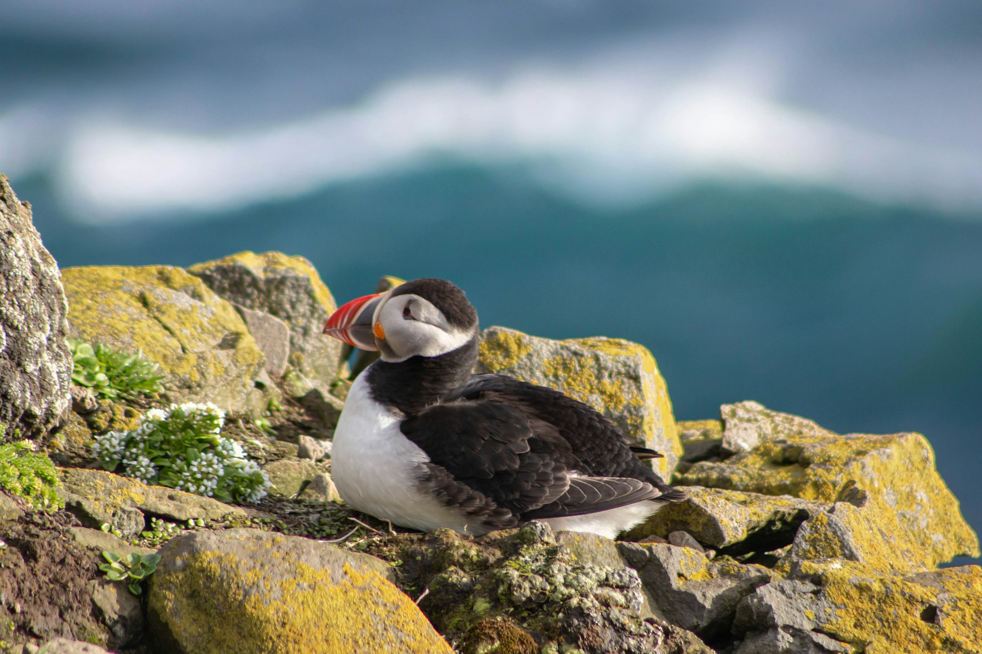 Falaises vertigineuses de Látrabjarg dans les Westfjords islandais, nidification d'oiseaux marins