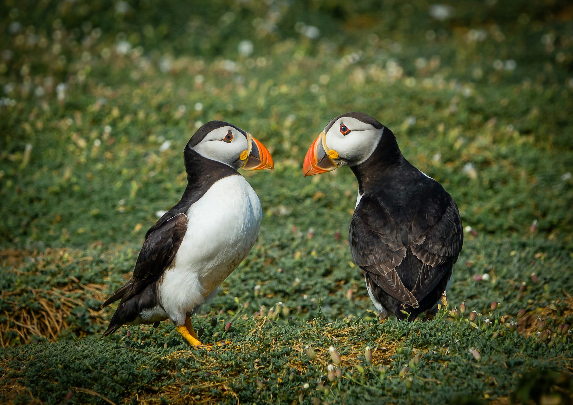 Macareux moine perché sur la falaise de Sumburgh Head, îles Shetland, Écosse