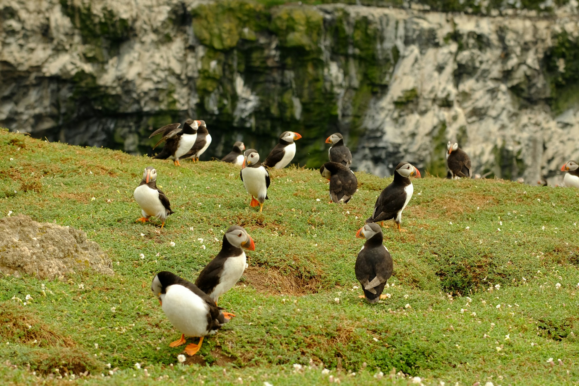 Macareux moine devant son terrier dans la végétation de l'île de Skomer, Pays de Galles