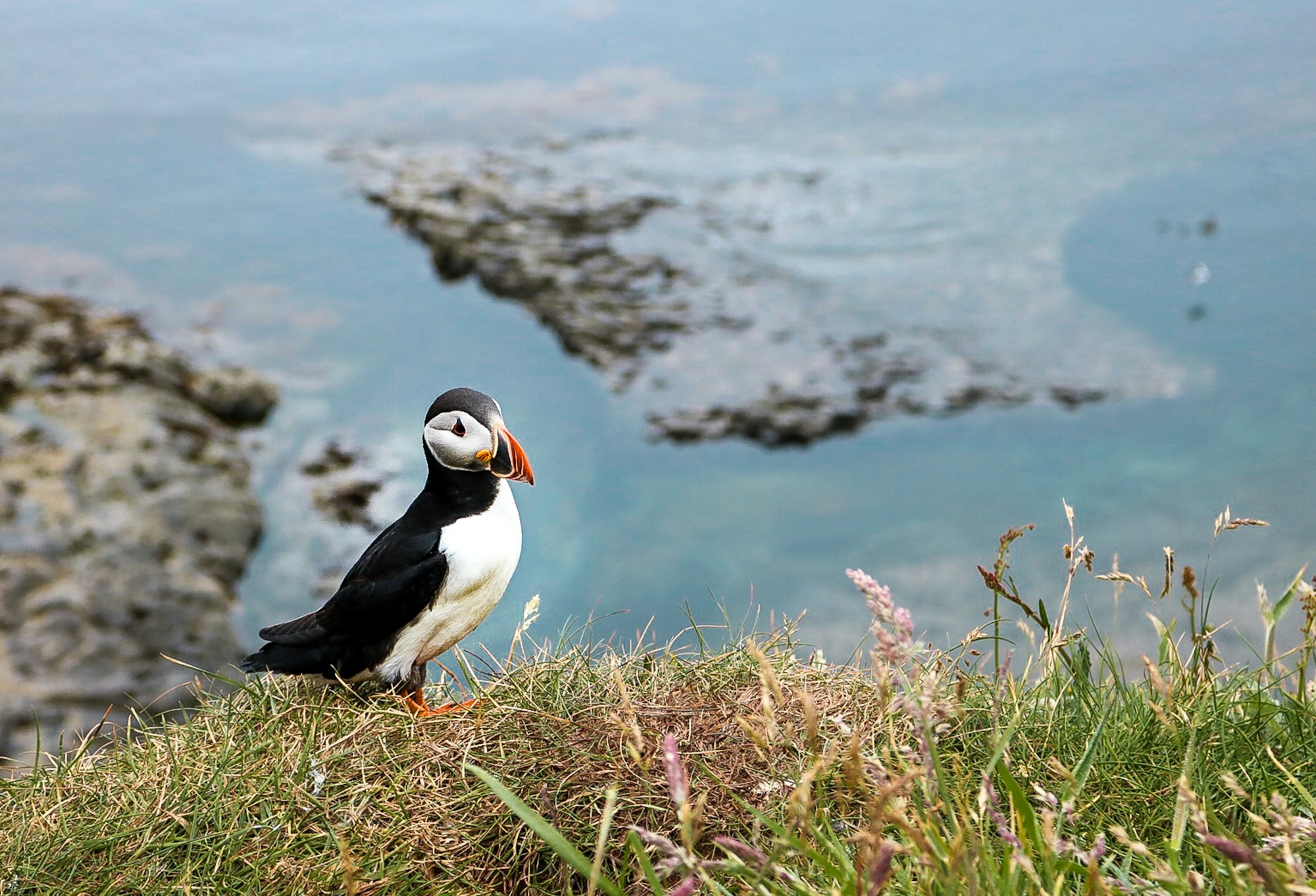 Macareux moines dans la lande herbeuse de l'île de Lunga, Treshnish Isles, Écosse