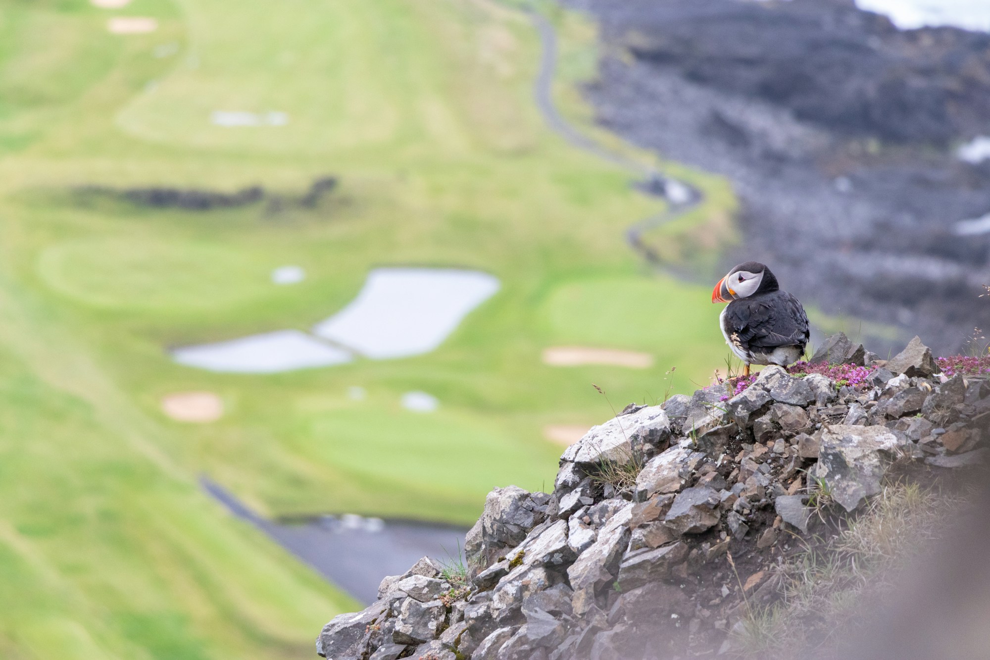 Macareux moines sur les falaises de Heimaey aux îles Vestmann, Islande
