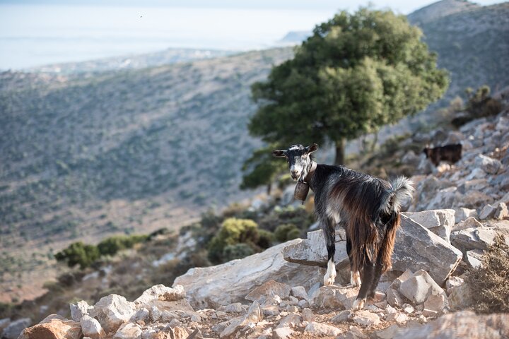 Village crétois traditionnel et usine d'huile d'olive lors d'un tour privé Héraklion