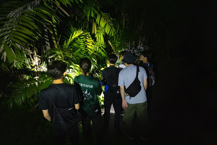 Tropischer Regenwald bei Nacht in Singapur mit Wildtieren - naturwissenschaftliches Nachtabenteuer