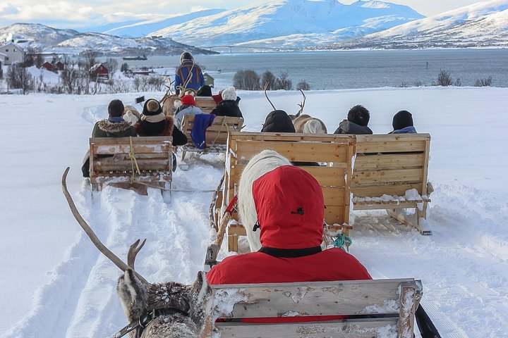 Camp sami avec troupeau de rennes, traîneau traditionnel en Norvège arctique
