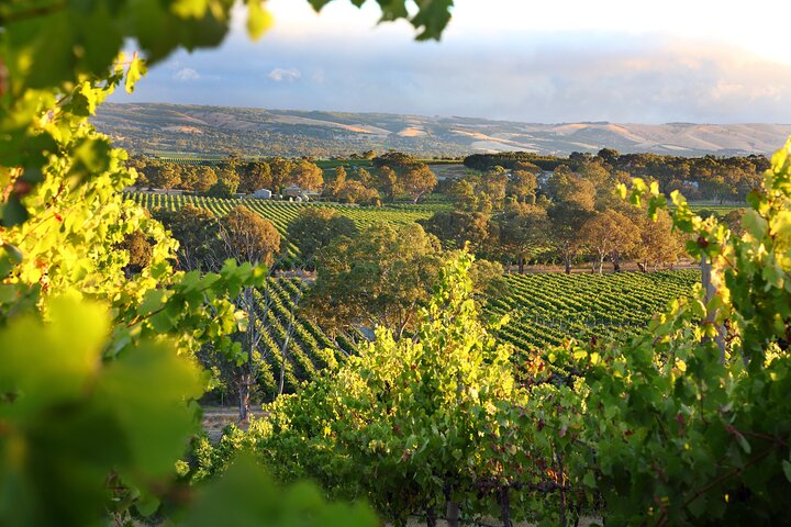 Degustazione di vini in cantina della Yarra Valley con pranzo gastronomico incluso