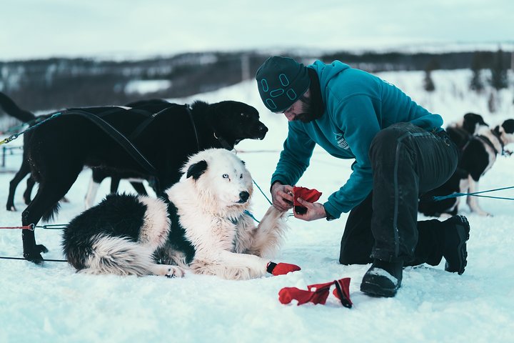 Traîneau à chiens conduit par un couple dans le paysage arctique enneigé de Tromsø