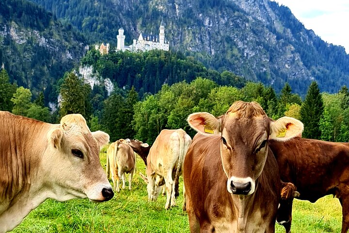 Tour privado desde Füssen Neuschwanstein Linderhof Wieskirche minibus