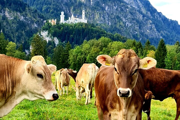 Tour privado minivan Neuschwanstein Oberammergau desde Múnich con coche de caballos