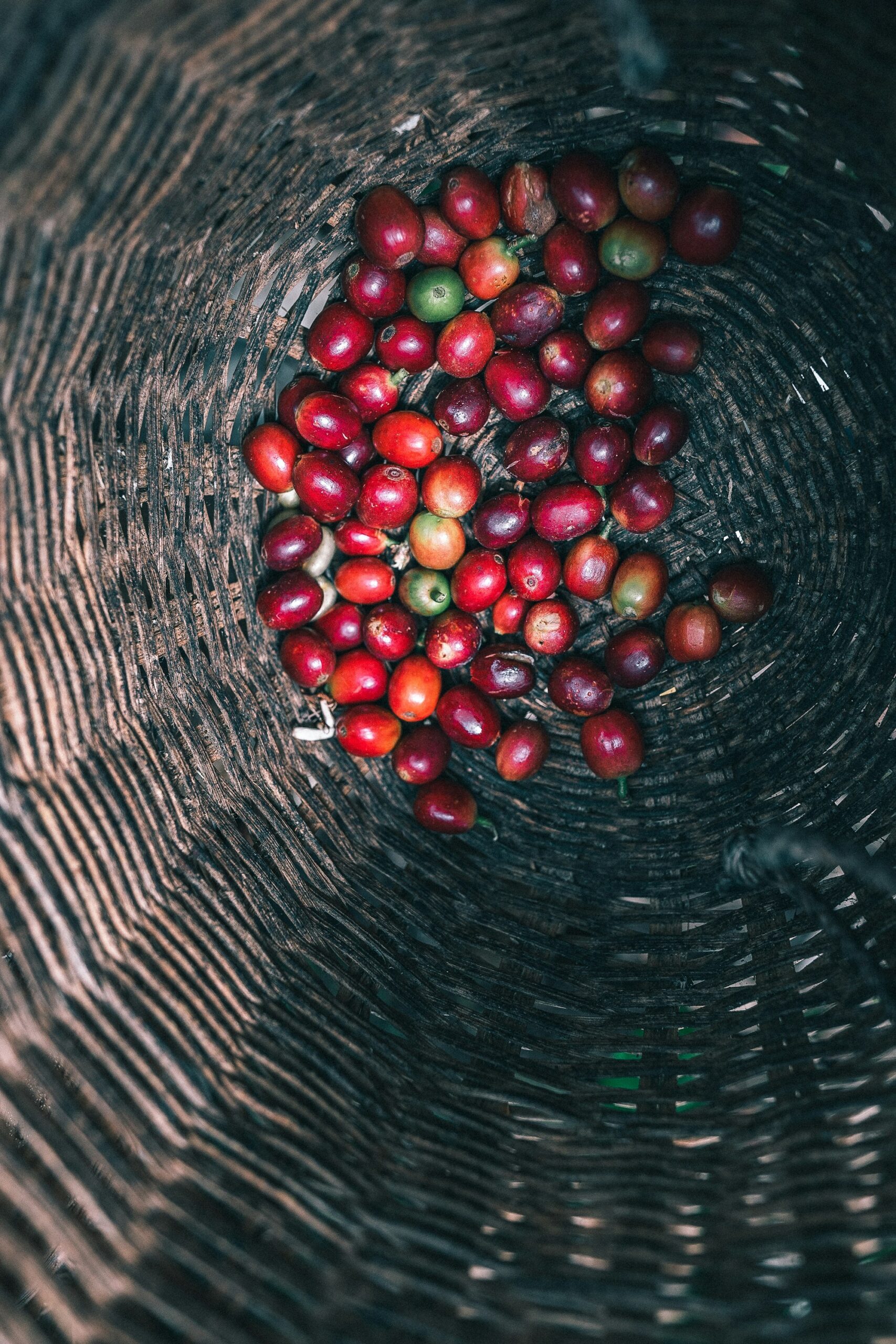 Freshly harvested coffee beans on a farm in the Antioquia region, cradle of paisa culture