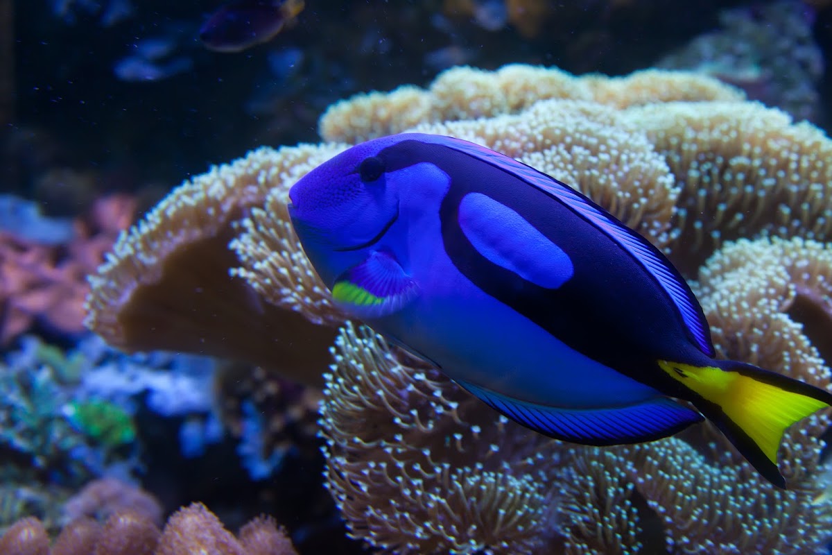 Aquarium du BioPark – 2601 Central Ave NW, Albuquerque, NM 87104, États-Unis (photo 1)