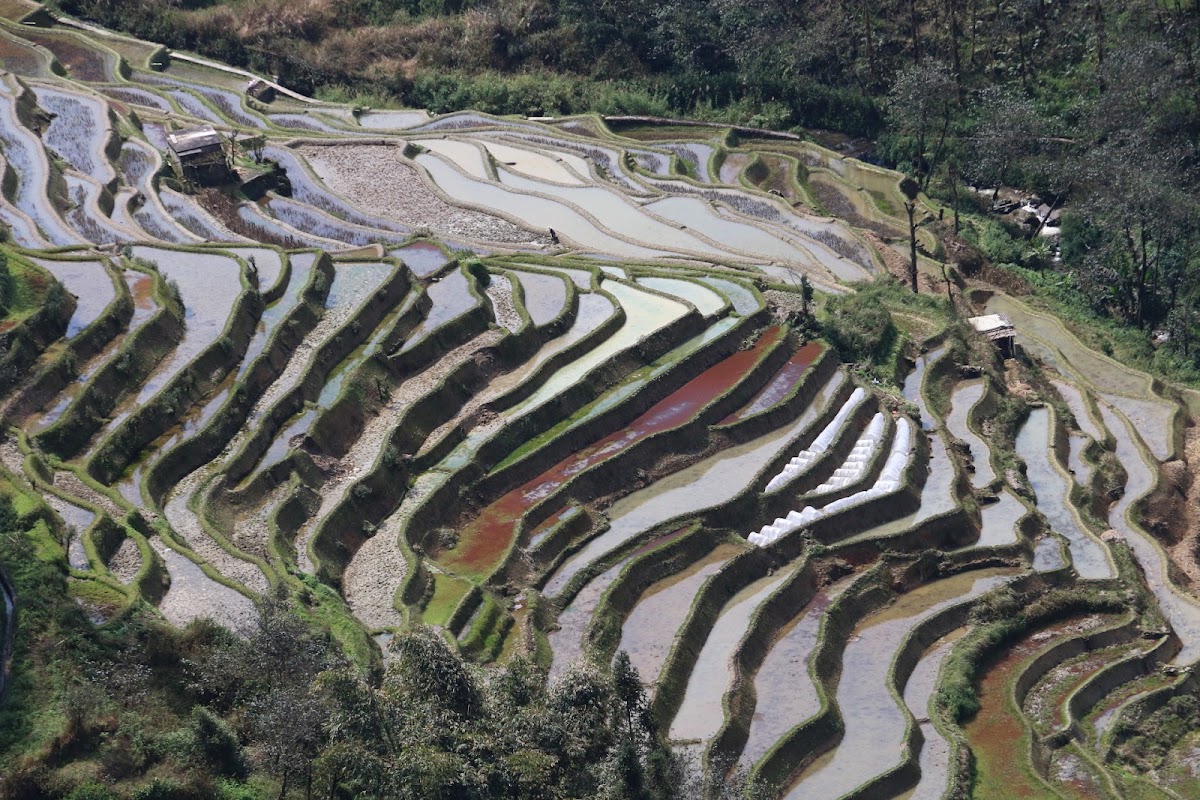 Belvédère de Bada, coucher de soleil – Belvédère de Bada, rizières de Yuanyang, Honghe, Yunnan, Chine (photo 1)