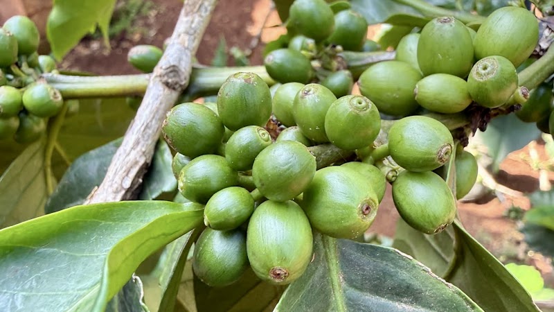 Cascades de Materuni et tour du café – Materuni, Moshi, Tanzanie (photo 3)